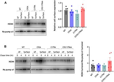 Palmitoylation regulates the magnitude of HCN4-mediated currents in mammalian cells
